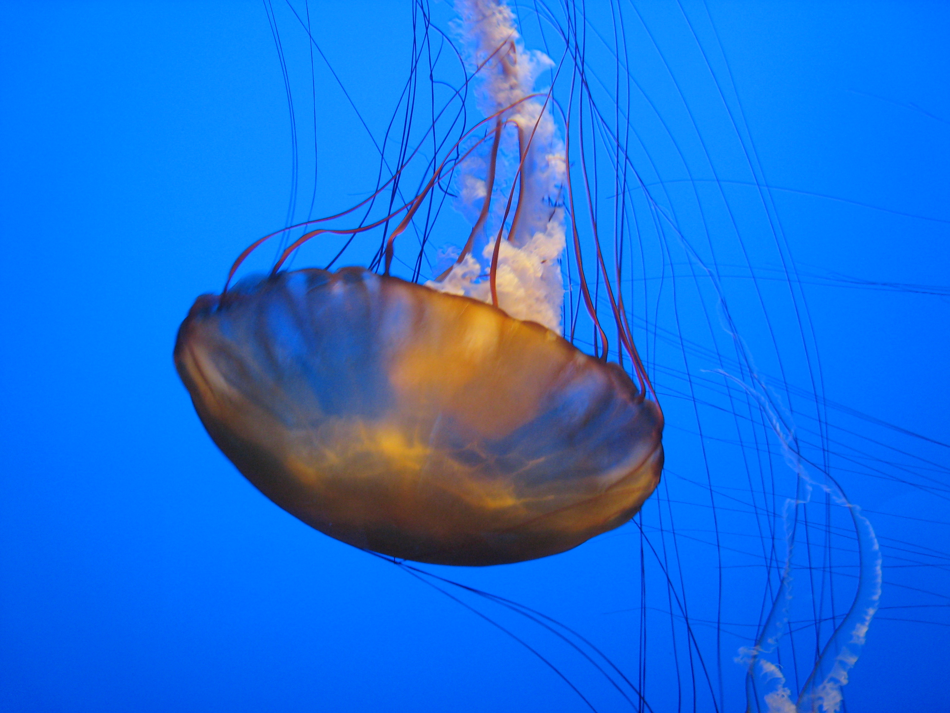 Ethereal jellyfish illuminated in deep blue water at Monterey Bay Aquarium