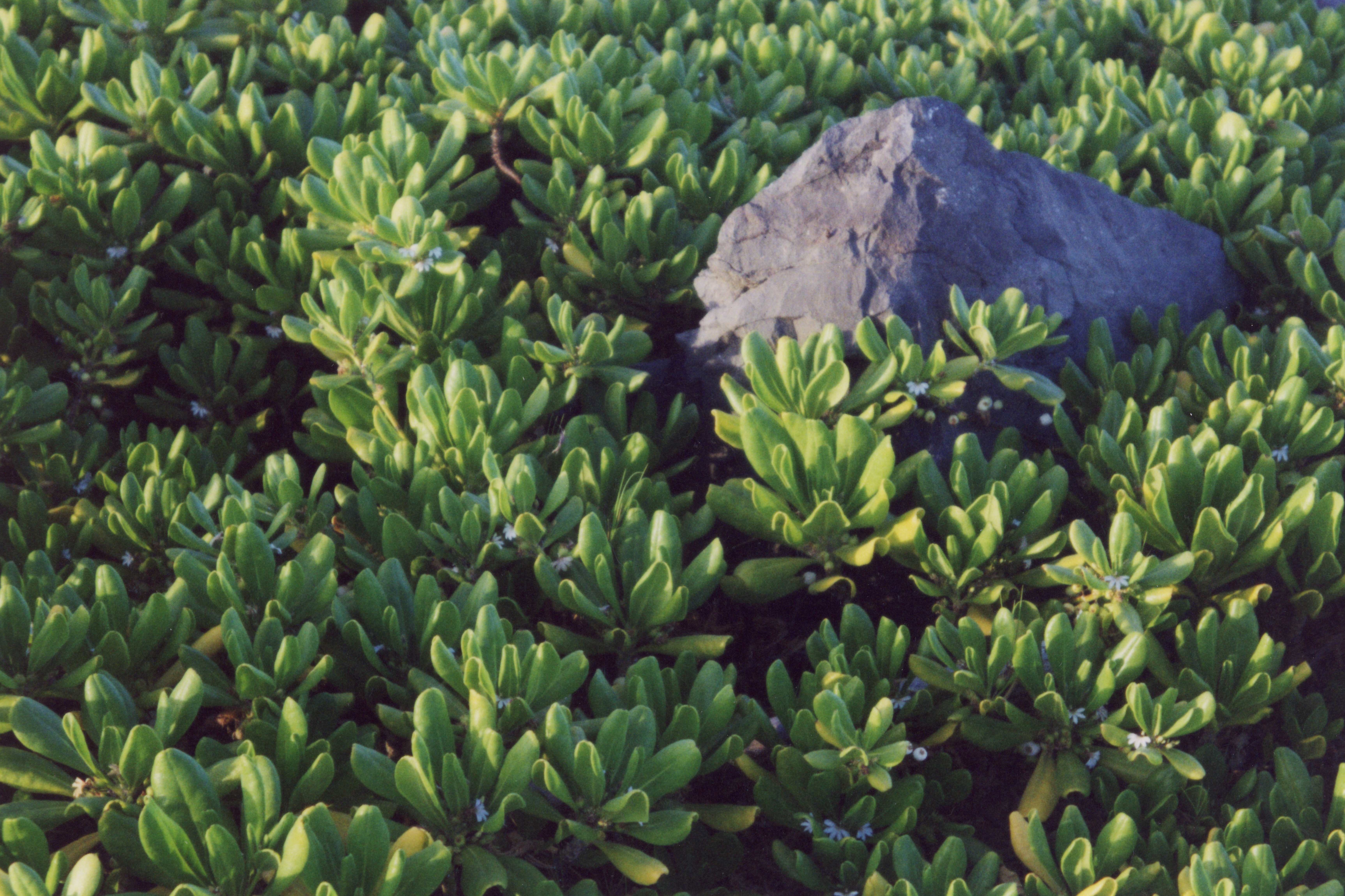 Close-up of vibrant green succulent plants surrounding a grey rock in a Hawaiian garden